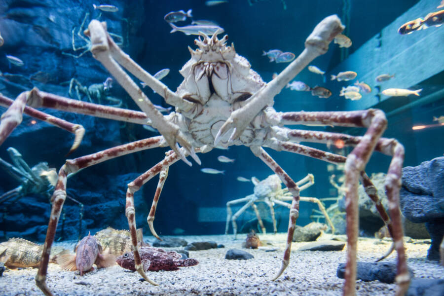 japanese spider crab Good Vibes Only