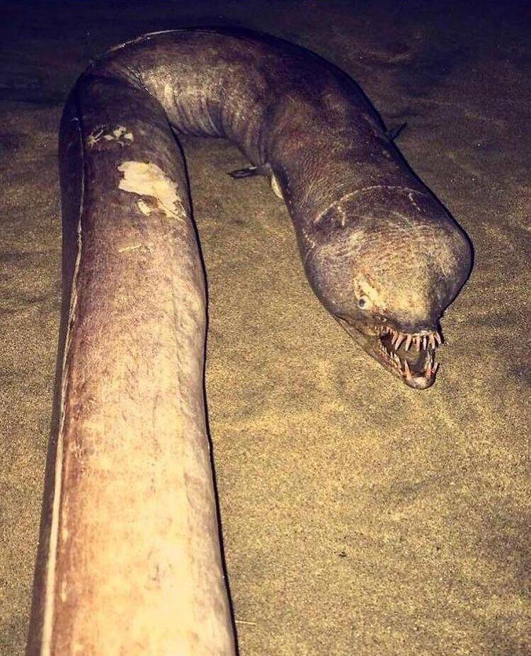 snaggle tooth eel Good Vibes Only