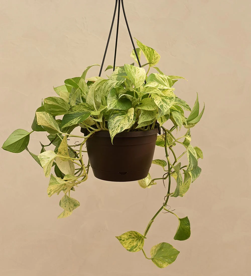 money plant marble with hanging pot Good Vibes Only