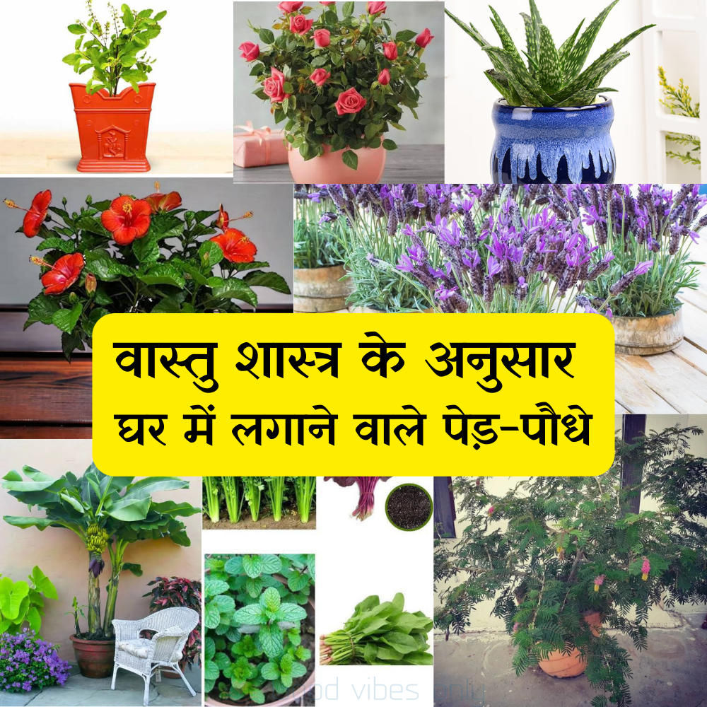 vastu shastra home plants sukh samriddhi Good Vibes Only