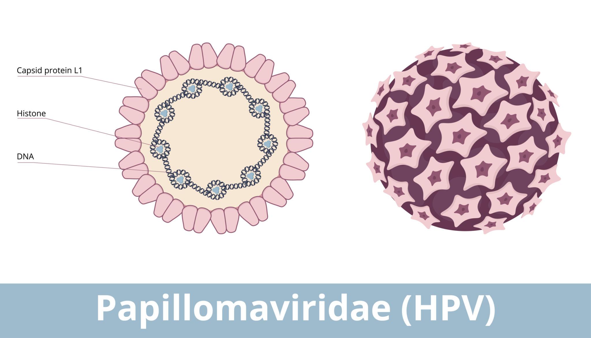 hpv virus goodvibesony Good Vibes Only